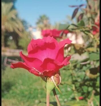 Coquelicot